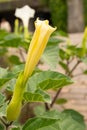 Pricklyburr or Datura Innoxia plant in Zurich in Switzerland Royalty Free Stock Photo