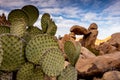 Pricklypear Cactus At Balanced Rock