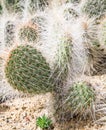 Pricklypear casctus with many thorns