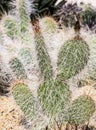 Pricklypear casctus with many thorns