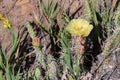 Pricklypear in bloom in Mesa Verde