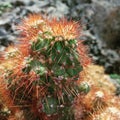 Pricky browny Cactus