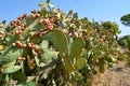 Pricky pears plantation