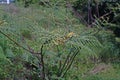 pricky wood weed or giant sensitive plant, one of serious weeds of the world