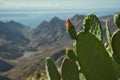 Pricly pear, also known as Fig optunia, Barbary fig, Indian fig opuntia, Spineless cactus on a blurred background