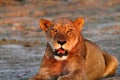 Pride of Africa The Regal Lion Royalty Free Stock Photo