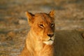 Pride of Africa The Regal Lion Royalty Free Stock Photo