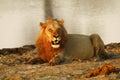 Pride of Africa The Regal Lion Royalty Free Stock Photo