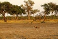 Pride of Africa The Regal Lion Royalty Free Stock Photo