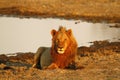 Pride of Africa The Regal Lion Royalty Free Stock Photo