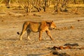 Pride of Africa The Regal Lion Royalty Free Stock Photo