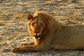 Pride of Africa The Regal Lion Royalty Free Stock Photo