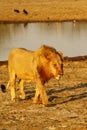 Pride of Africa The Regal Lion Royalty Free Stock Photo