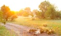 A pride of African Lions on a dirt road Royalty Free Stock Photo