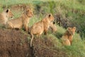 Pride of African Lions in the Ngorongoro Crater, Tanzania Royalty Free Stock Photo