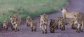 Pride of African Lions in the Ngorongoro Crater in Tanzania