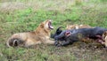 Pride of African Lions (Panthera Leo) killed a young buffalo on hunting in Masai Mara national reserve, Kenya Royalty Free Stock Photo