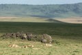 Pride of African Lions resting in the Ngorongoro Crater in Tanzania Royalty Free Stock Photo