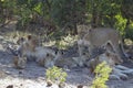 Pride of african lions resting in the shade