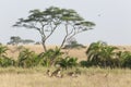Pride of African Lions in the Serengeti, Tanzania
