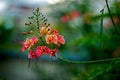 Pride of Barbados Caesalpinia Pulcherrima plant flowers, in Barbados