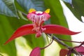 Pride of Burma in flower