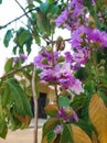 Pride of India or Lagerstroemia Speciosa Indian Avenue Tree Purp