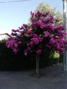 Pride of india tree crepe myrtle full of pink blossom flowers