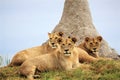 Pride of lion cubs at the Okavango Delta