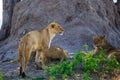 Pride of Lionesses next to a large tree trunk , one of the lions is standing