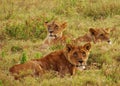 Pride of Lionesses Resting in the Grasses in the African Plains