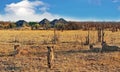 Pride of lions on the african savanna with a rustic African safari camp in the distance