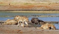 Pride of Lions with a buffalo kill next to a waterhole in Hwange zIMBABWE