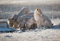 Pride of lions drinking Royalty Free Stock Photo