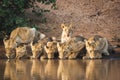Pride of lions drinking water