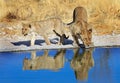 A pride of lions drinking from a waterhole