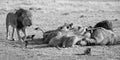 Pride of lions eating on a carcass on dry plain artistic conversion