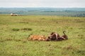 A pride of lions feeding on a buffalo kill at Nairobi National Park, Kenya Royalty Free Stock Photo
