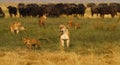 Pride of Lions hunting Buffalo Royalty Free Stock Photo