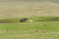 The Pride of Lions Hunting of Buffalo Royalty Free Stock Photo