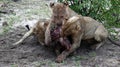 Lions on a kill in the Okavango delta Royalty Free Stock Photo