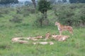 Pride of lions lazing in the green savannah