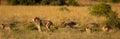 A pride of lions lying in the grass in the morning sun, Pilanesberg National Park, South Africa. Royalty Free Stock Photo