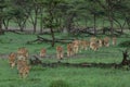 Pride of lions on the move Royalty Free Stock Photo