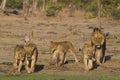 Pride of Lions on the move Royalty Free Stock Photo