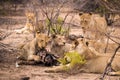 Pride of Lions with Prey in Savannah, Kruger Park, South Africa Royalty Free Stock Photo