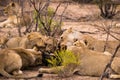 Pride of Lions with Prey in Savannah, Kruger Park, South Africa Royalty Free Stock Photo