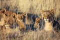 Pride of lions resting at etosha national park