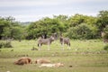 Pride of Lions resting in front of zebras. Royalty Free Stock Photo