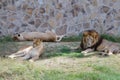 A pride of lions resting in the grass in the zoo. Beautiful Lion Family Royalty Free Stock Photo